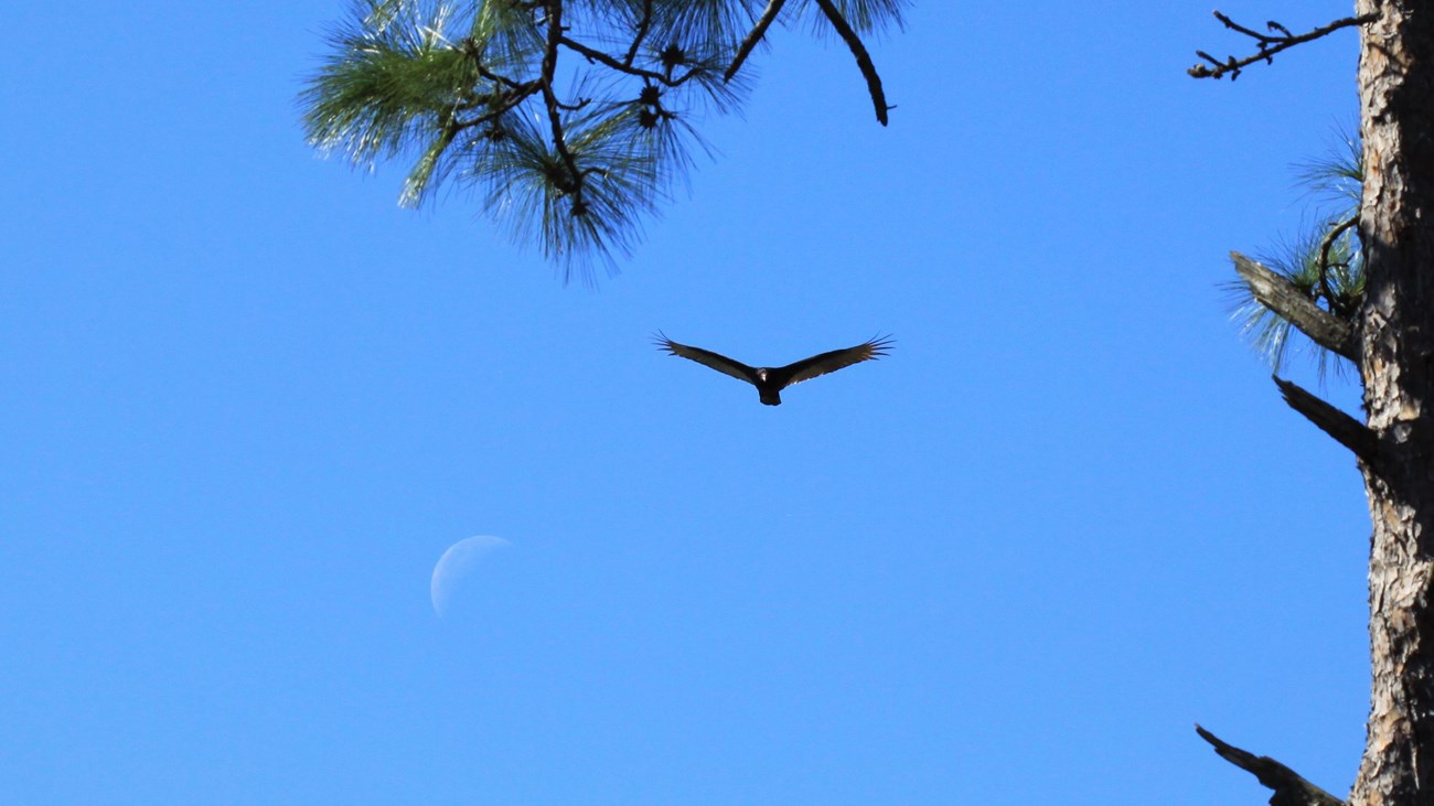 vulture flying above a crescent moon with a pine tree in the foreground