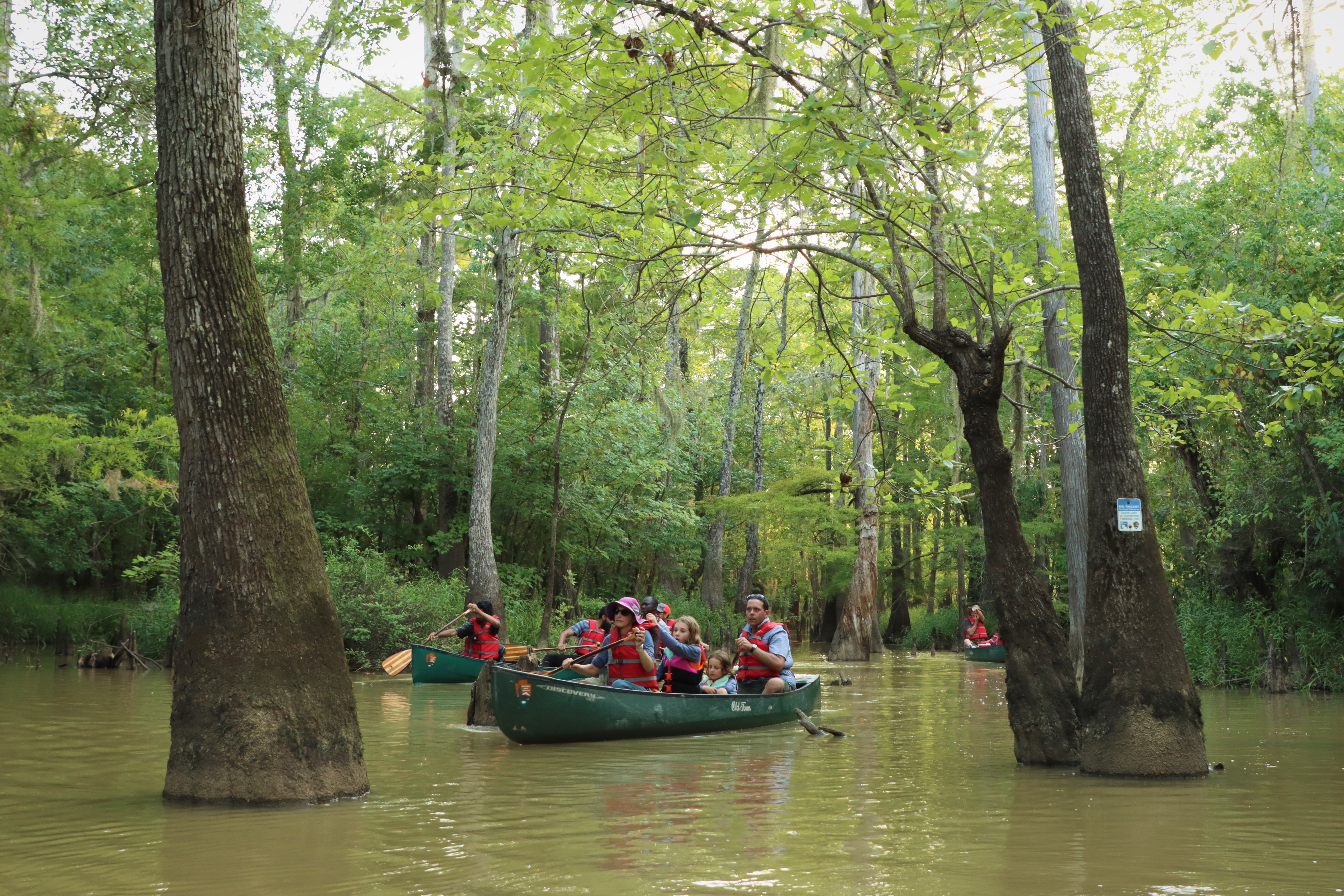 A family of 4 paddles a green canoe through murky water in a mysterious cypress-tupelo forest with other canoeists in the background.
