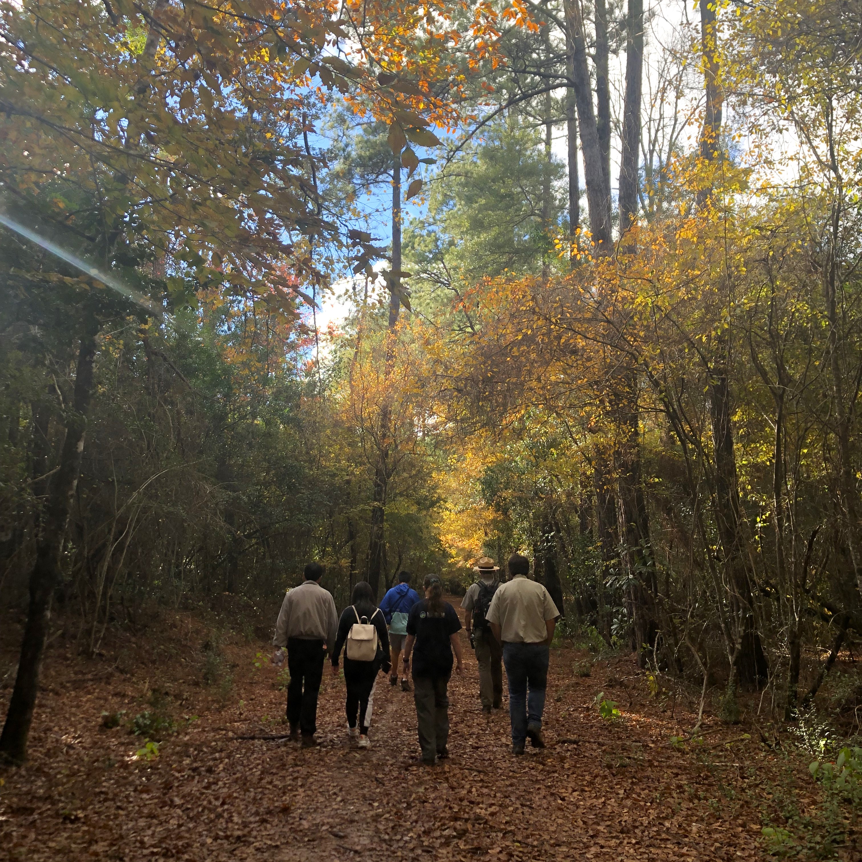 Fall ranger hike A group of 5 hikers following a park ranger down a trail through thick forest on a fall afternoon. Some of the trees along the trail are turning a golden color.