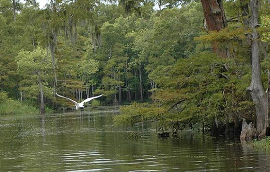 Big Thicket Waterway with Bird