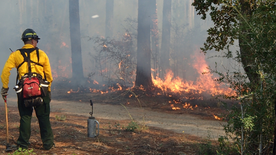 firefighter and flames a firefighter watching a controlled burn in the forest