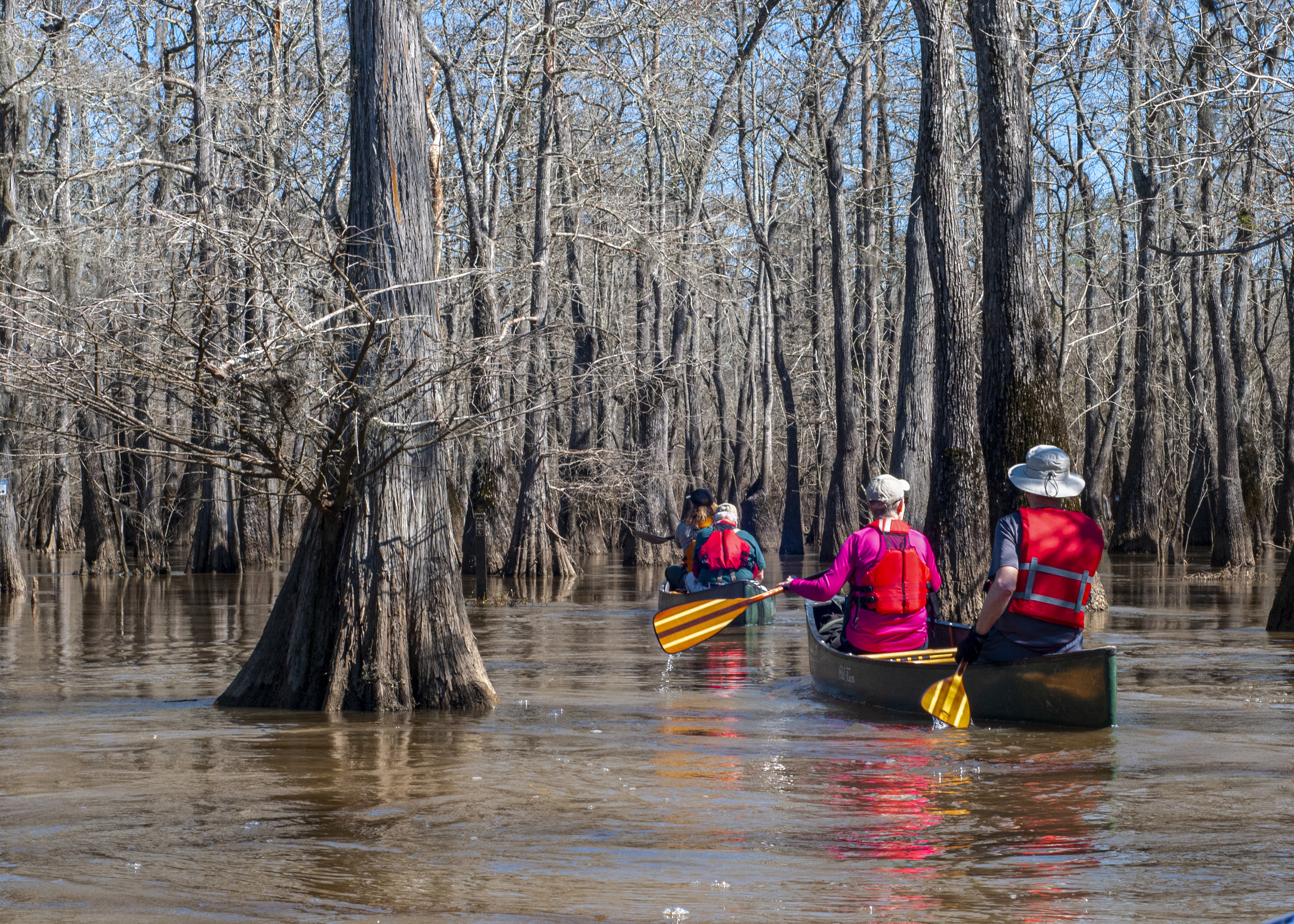 Four people in 2 canoes paddling through a barren cypress slough in winter. The canoeists are wearing bright pink, red, and green colors, contrasting sharply with the muted, gray color of the leafless trees.