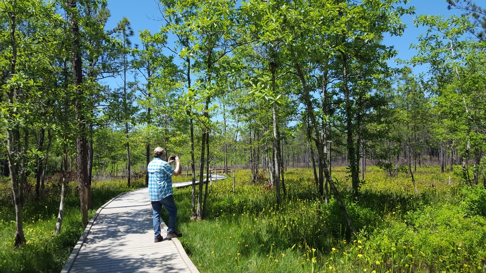 Pitcher plant bog a hiker, standing on a boardwalk, taking a picture of the greenery