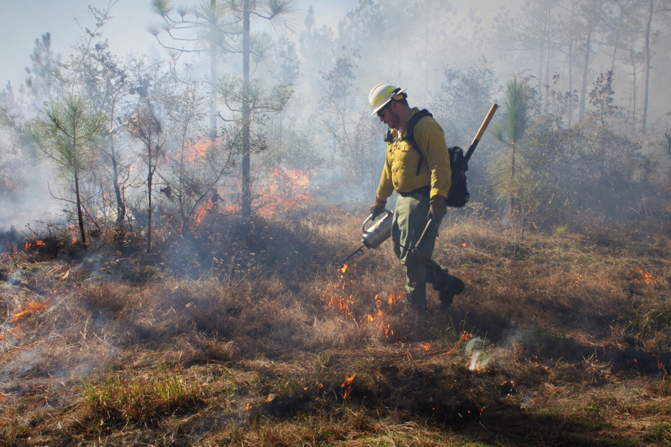 a firefighter uses a drip torch to ignite dead brush during a prescribed fire