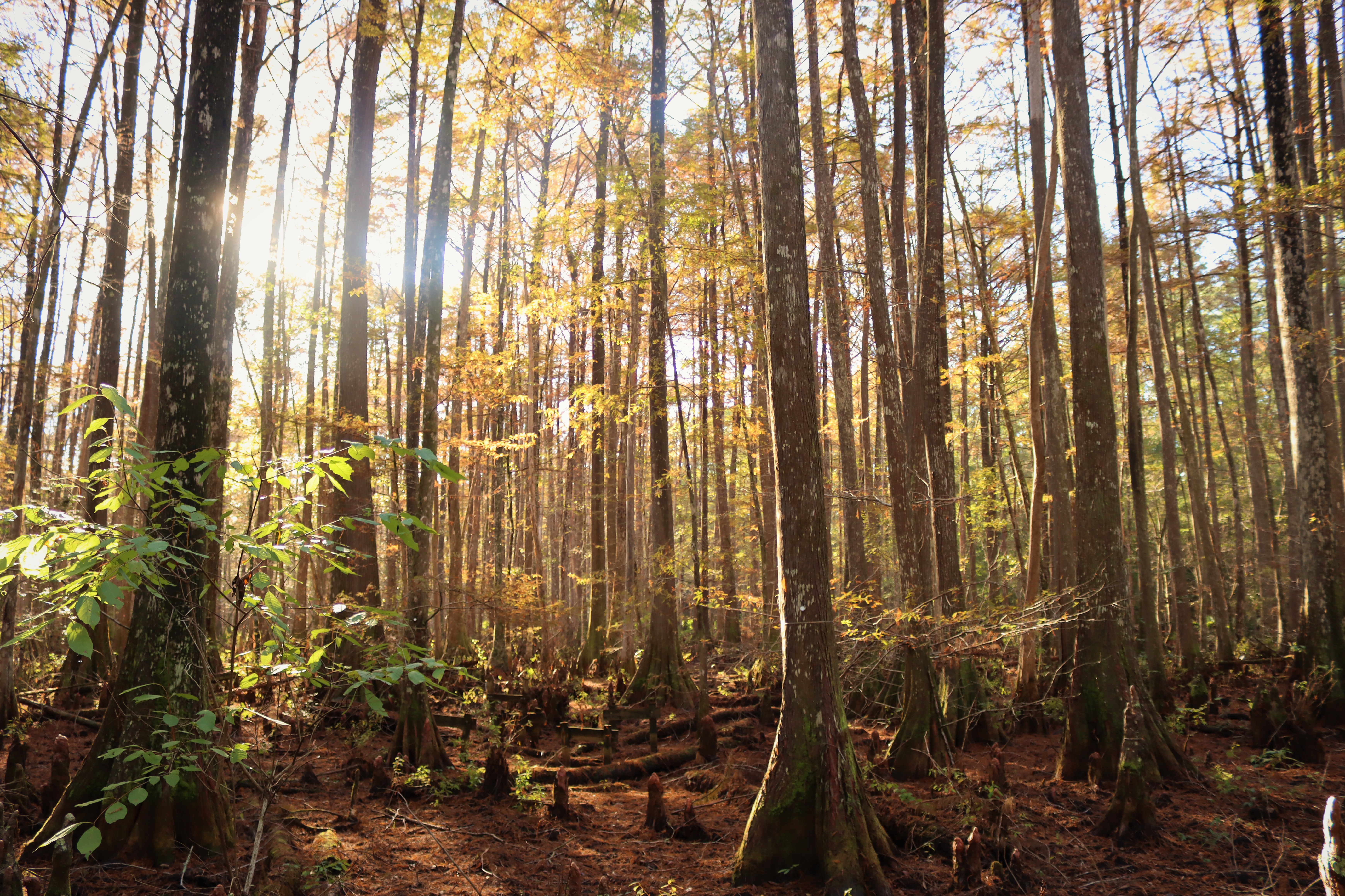 afternoon sunlight illuminating the golden foliage on bald cypress trees in a dry swamp
