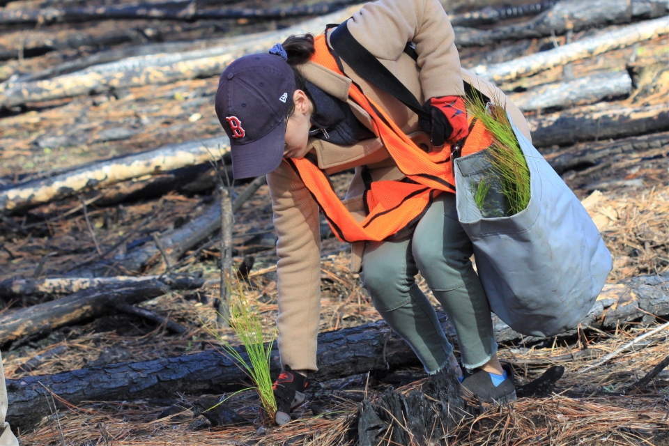 a person planting longleaf pine seedlings in an open field