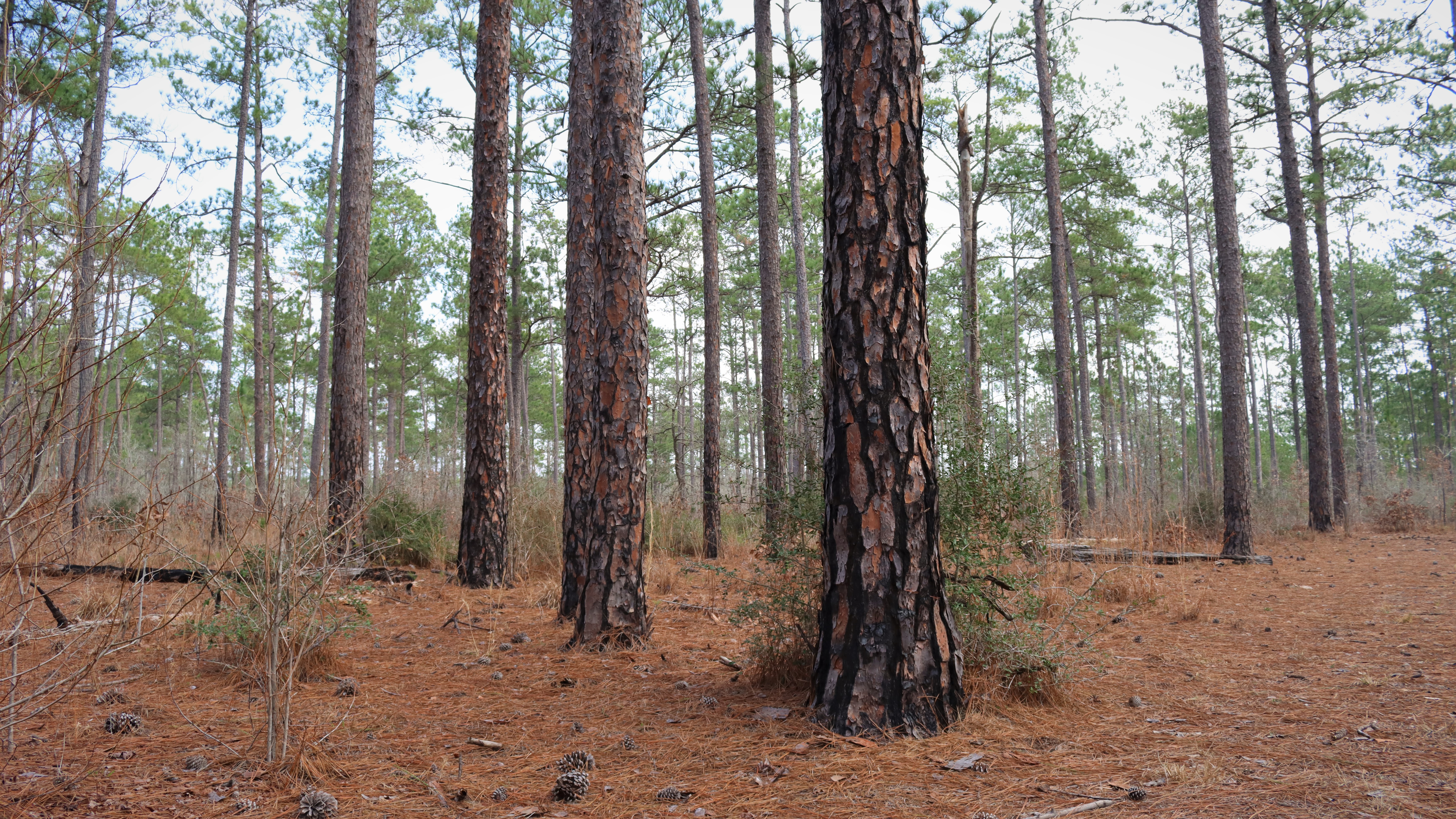 a forest of mature longleaf pines with rough bark. shrubs and pine needles cover the forest floor.
