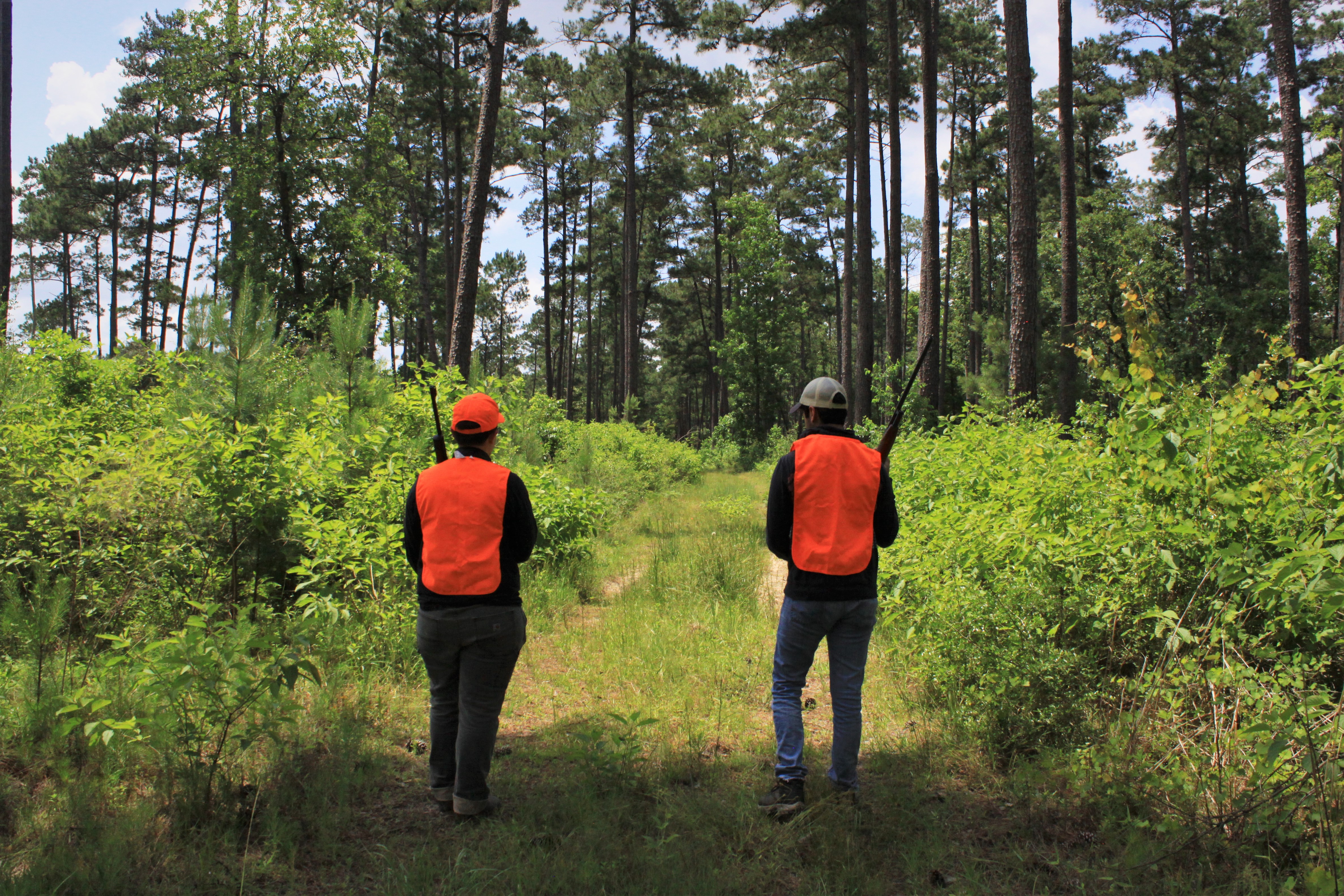 hunters 2 hunters, both wearing orange vests, ballcaps, and holding firearms, walking down a trail into the forest.
