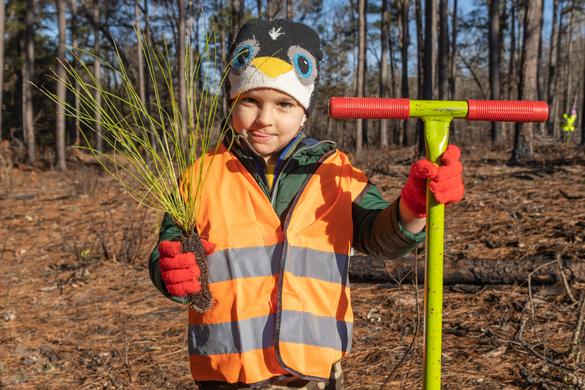 a child wearing orange vest, gloves, and beanie, sticking his tongue out while holding a longleaf pine seedling and green dibble bar for planting.