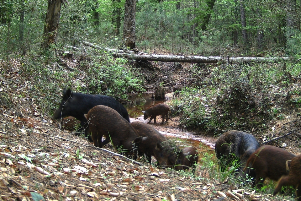 feral hogs herd of black and brown feral hogs gathered by a stream in the woods