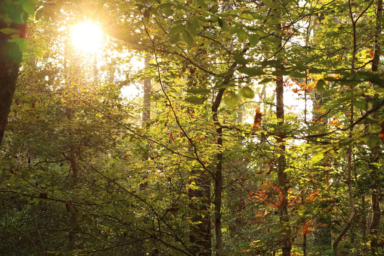 afternoon sunlight poking through a thick canopy of leafy trees