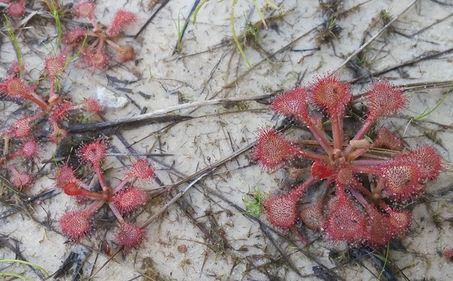 close up view of sundew plants