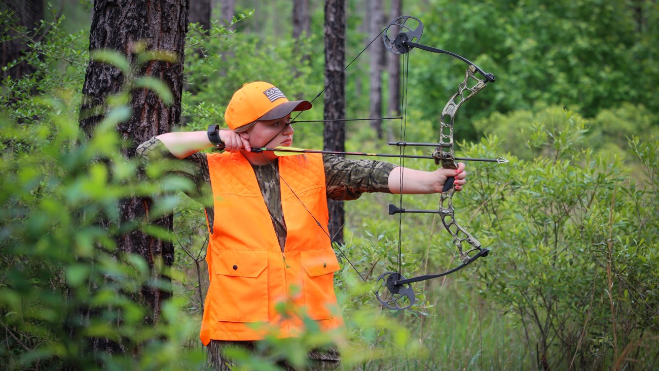 A woman wearing camouflage and an orange vest aiming a bow while hunting in a pine forest.