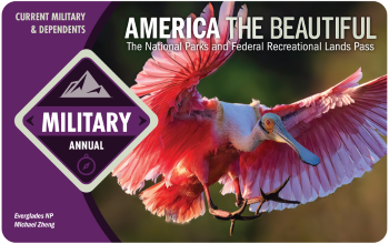Graphic of America the Beautiful Military Annual Pass showing a roseate spoonbill with spread wings as it prepares to land.
