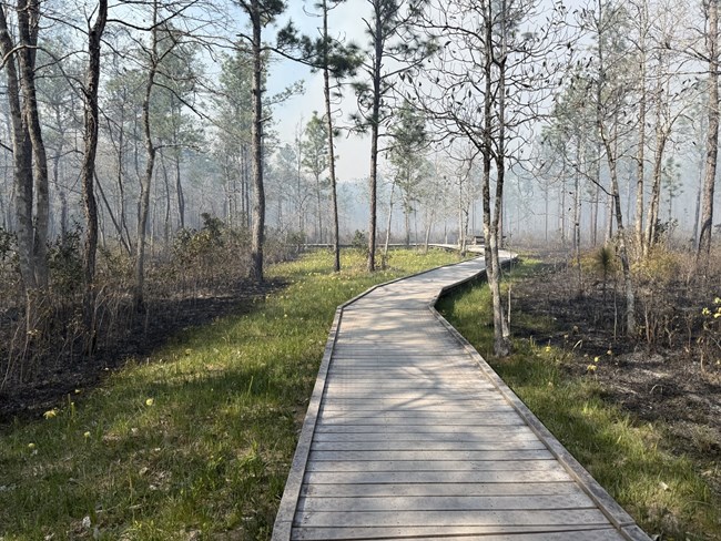 A wooden boardwalk leading through a partially burned area with a strip of grass on either side of the boardwalk.