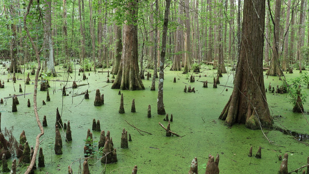 cypress tree trunks and cypress knees growing in a green swamp