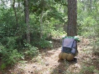 Blue backpack leaning against a pine tree. Blue backpack leaning against a pine tree.