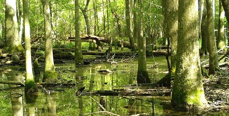 Thick tree trunks reflect off the the dark brown water filled with twigs and algae.