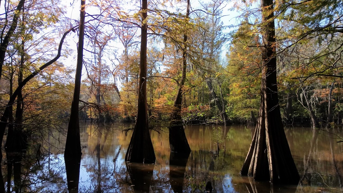 fall foliage on trees along a waterway