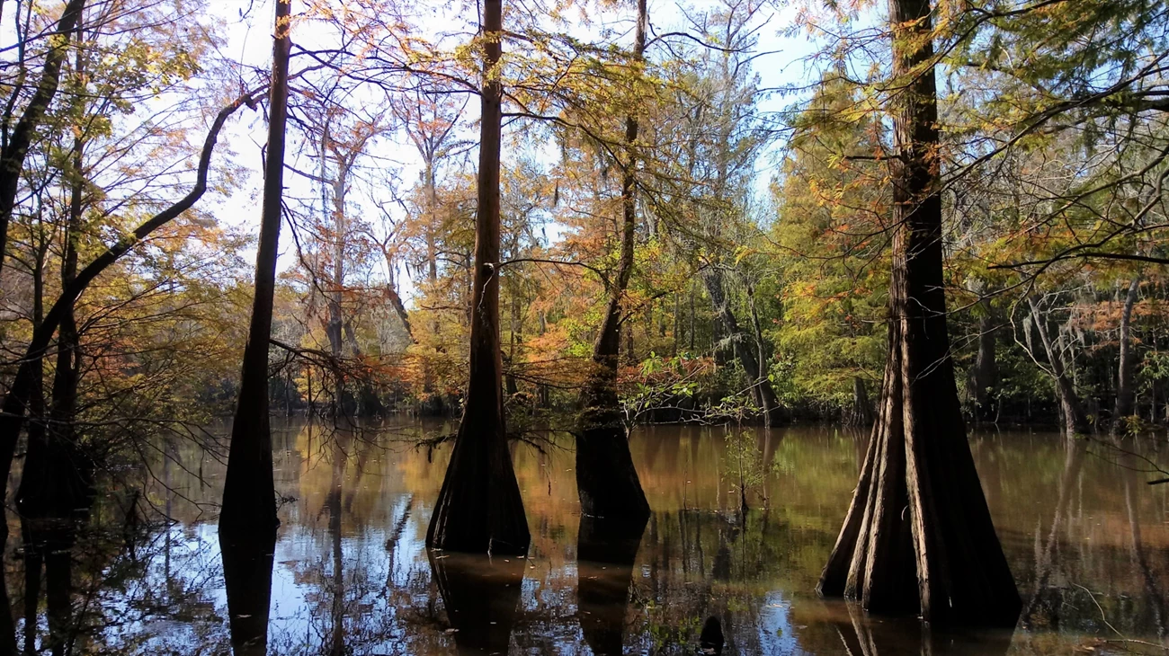 Bald cypress trees fall foliage on trees along a waterway