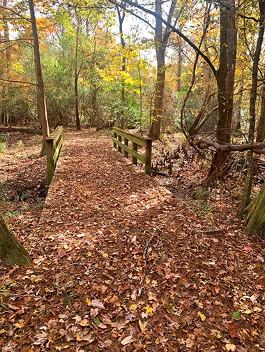 autumn leaves covering a bridge in a forest