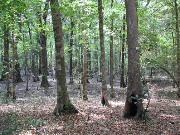beech tree forest