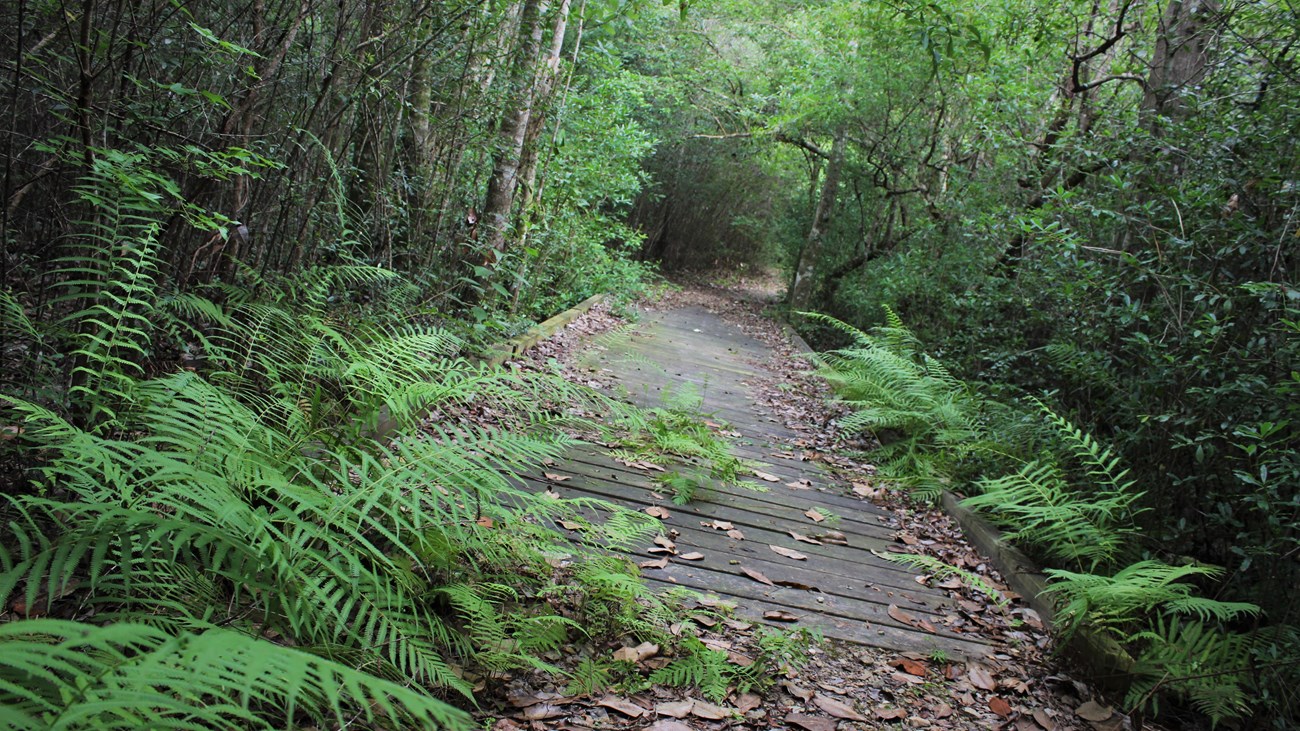 trail and wooden boardwalk covered by ferns and surrounded by dense forest