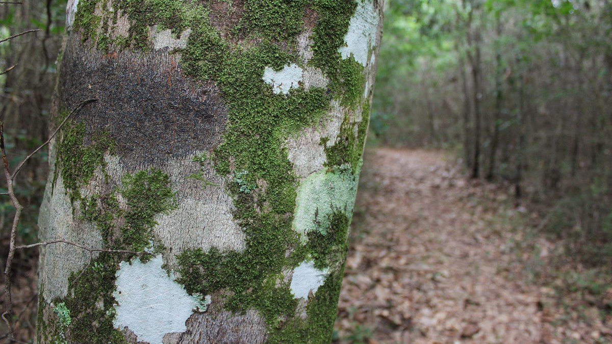 closeup of the lichen, moss, and bark on a beech tree with the trail in the background
