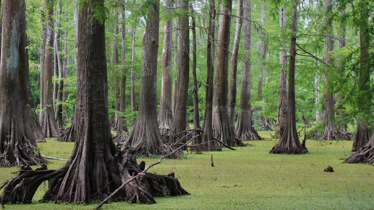 cypress trees growing in a swamp