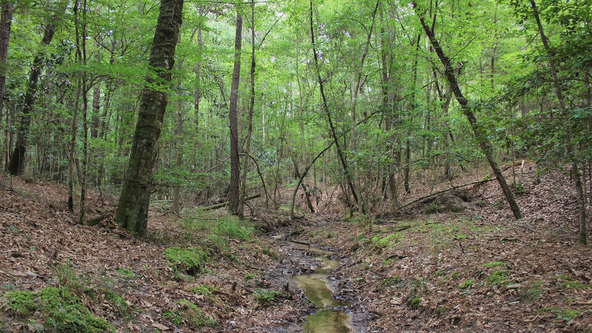 small stream flowing through the woods