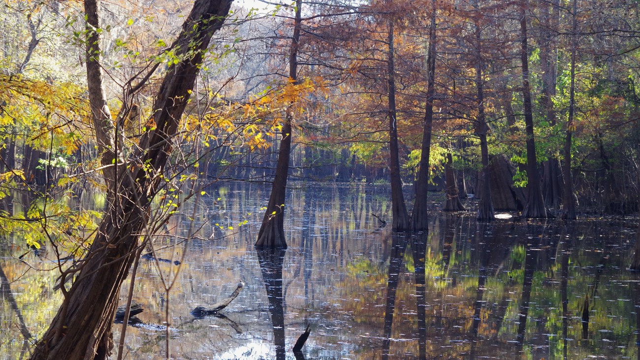 autumn colors in the forest along the river