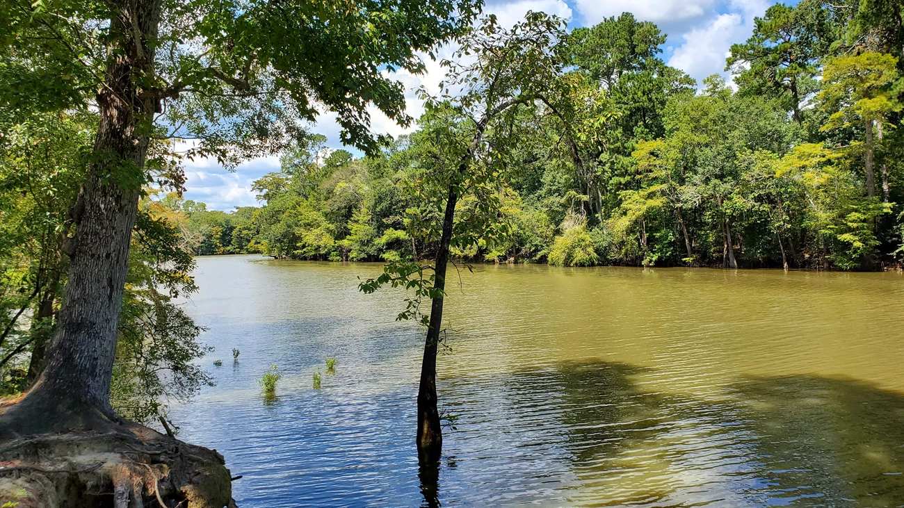 Pine Island Bayou trees growing along the bank of the bayou