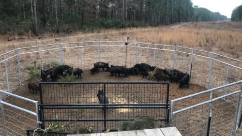 large round metal pen with herd of dark-colored hogs inside