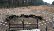 Giant Wild Boar Trap Giant Wild Boar Trap