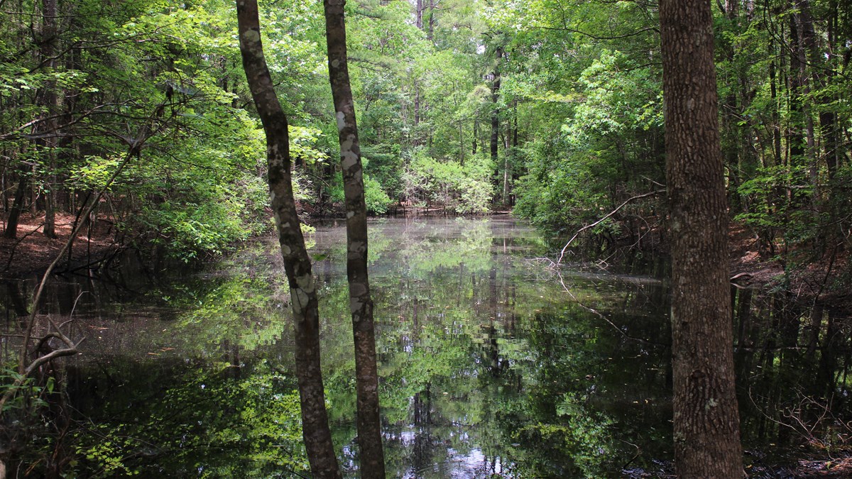 pond surrounded by dense woods