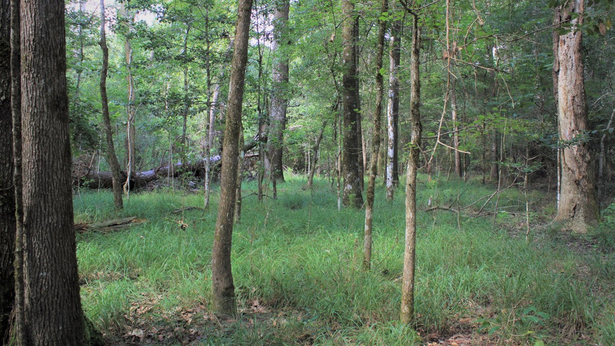 grassy area in the forest