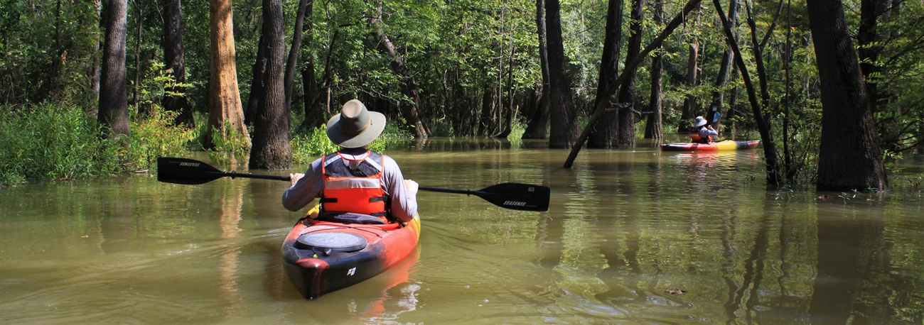 Kayaks on the bayou people kayaking through a cypress slough