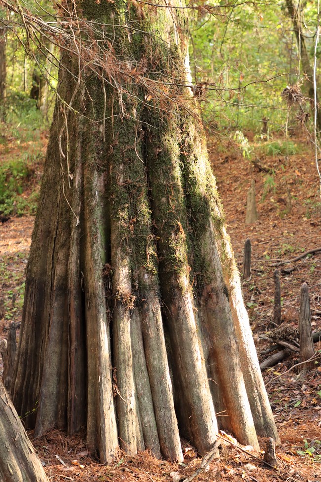 the furrowed buttress of a bald cypress tree