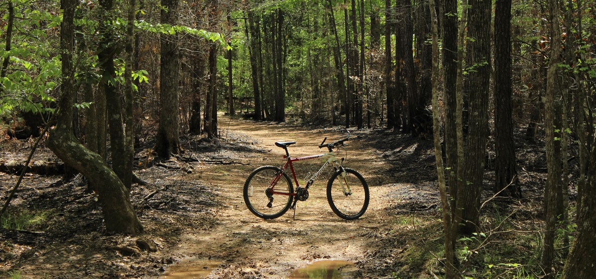 a red and white mountain bike standing in the middle of a dirt trail in the woods
