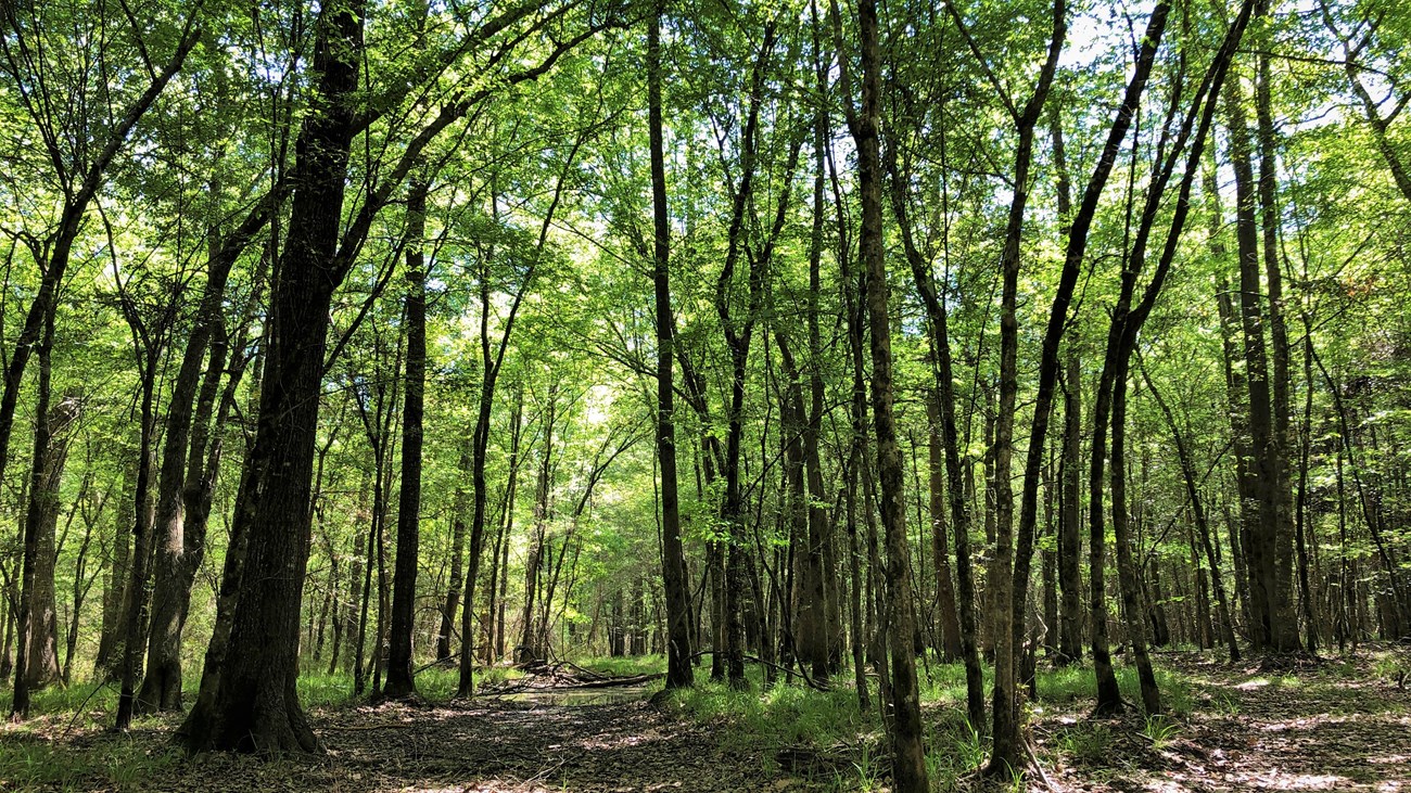 thick green forest along a trail