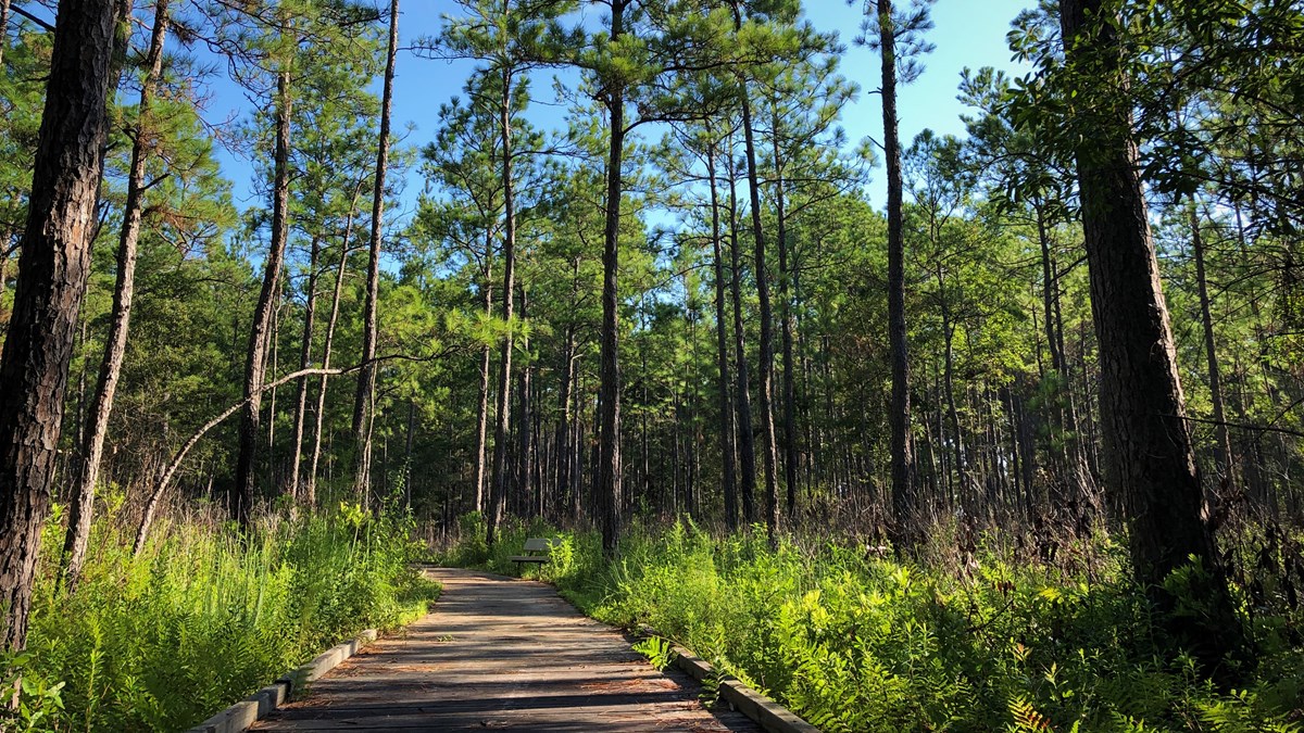 boardwalk path leading through pine forest