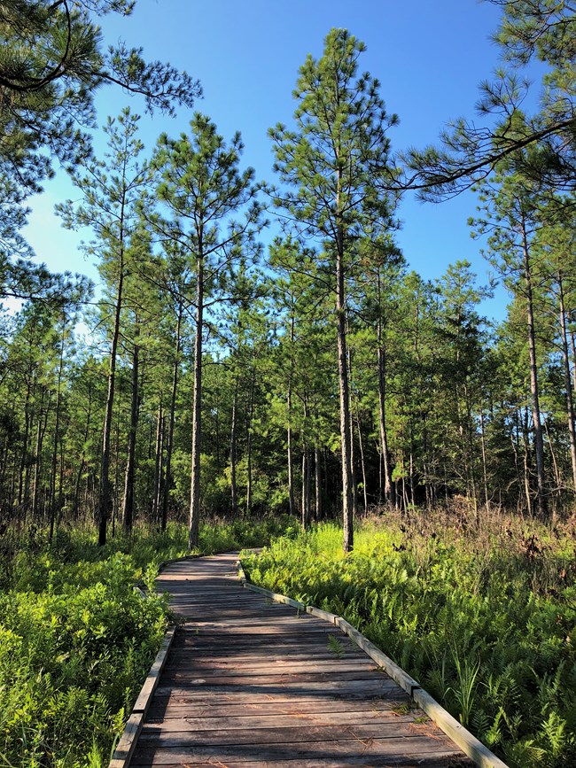 Wooden boardwalk with 2 x 2 foot raised boards along each side sits between thick green brush and leads into a forest of pine trees.