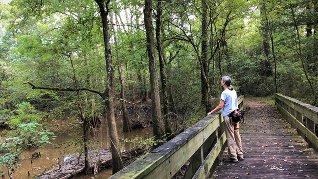 a hiker standing on a wooden bridge looking up at the trees