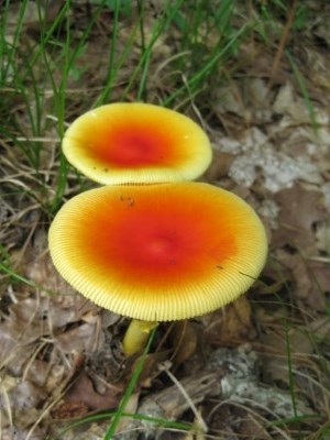 a pair of flat-topped, circular, orange/yellow mushrooms growing in a gap among green grass.