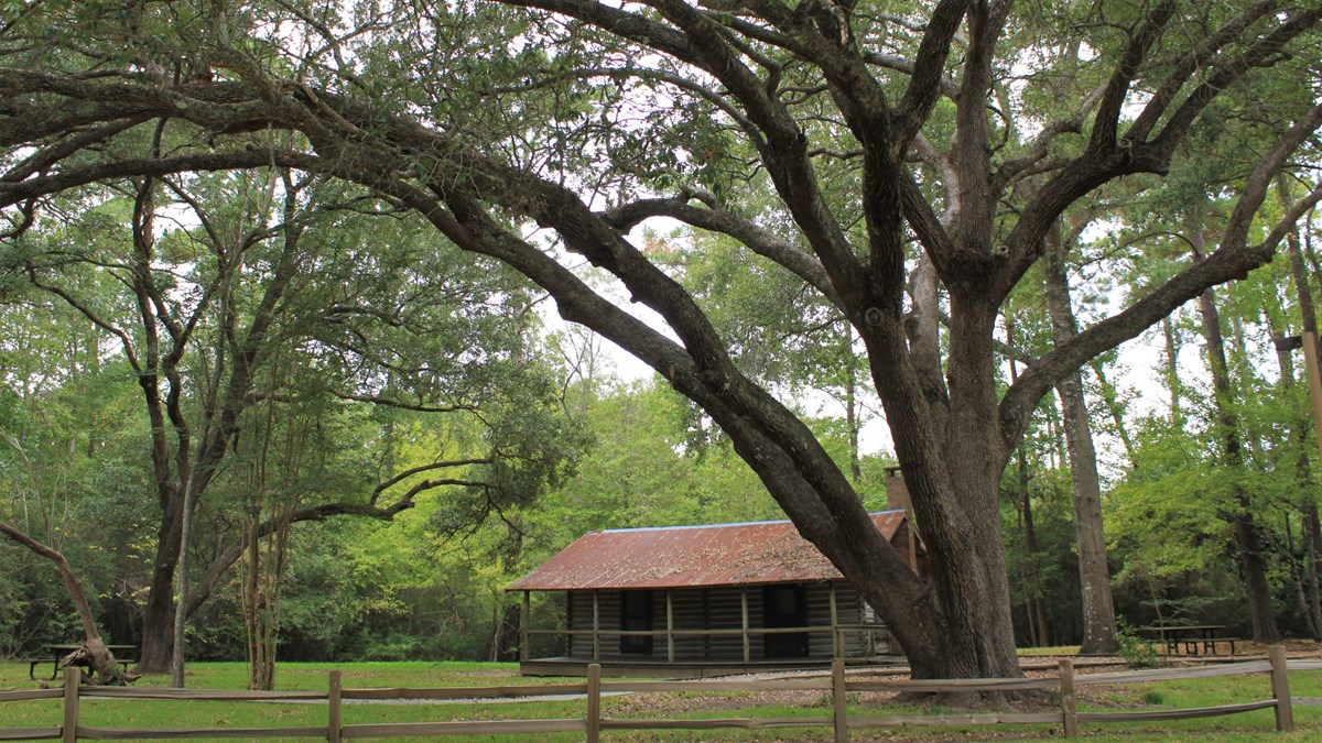 log cabin under a large oak tree
