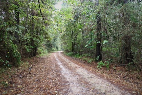 road covered in leaves winding through the woods