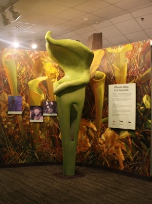 pitcher plant exhibit inside visitor center