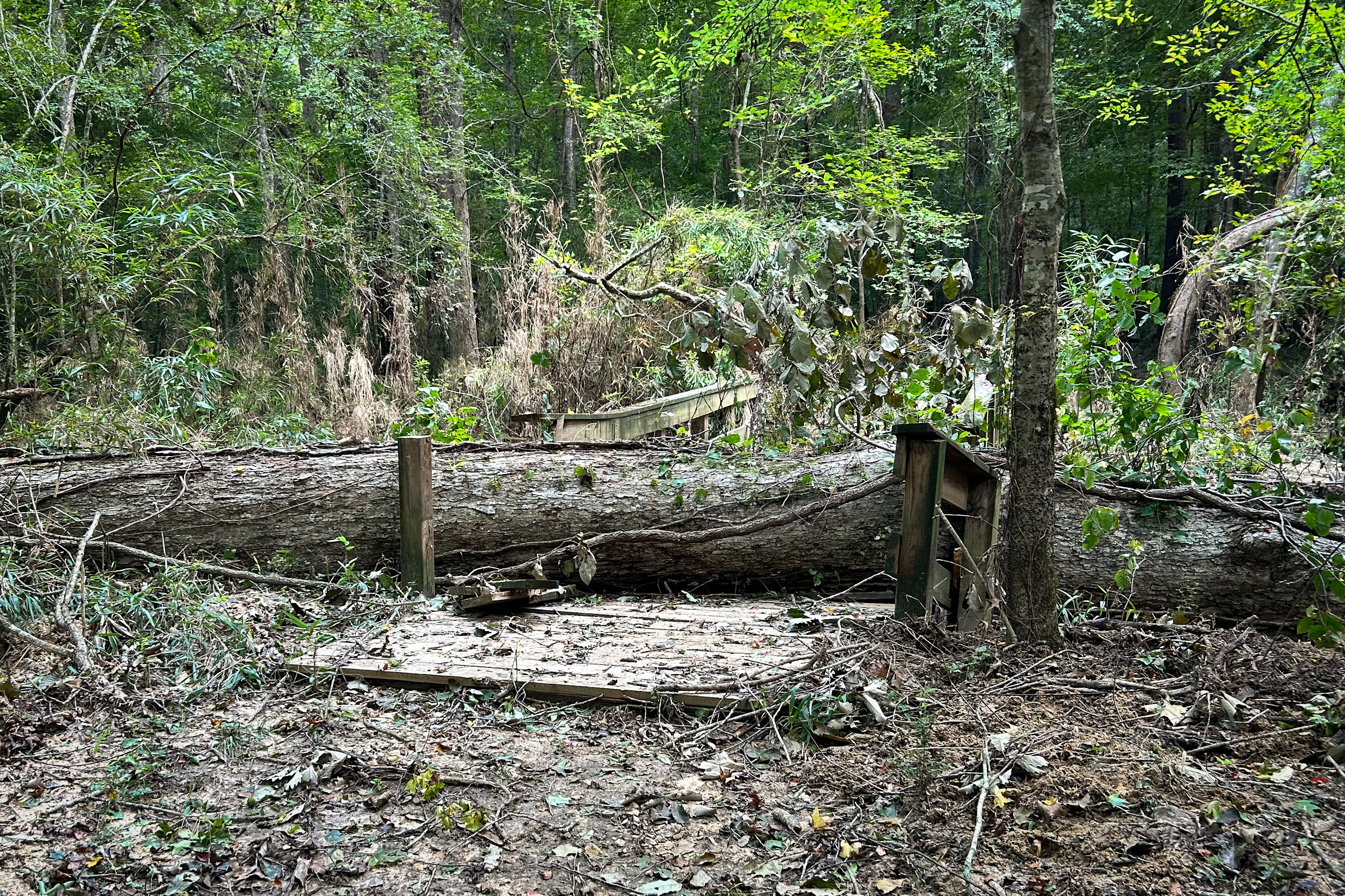 Woodlands Trail photo of a large tree trunk that has fallen across a small wooden bridge, smashing its railing.