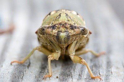 Flat, oval eyes bulge from the sides of a light-green head with a black and white striped nose. This bug's head sits in front of a watermelon-shaped body.