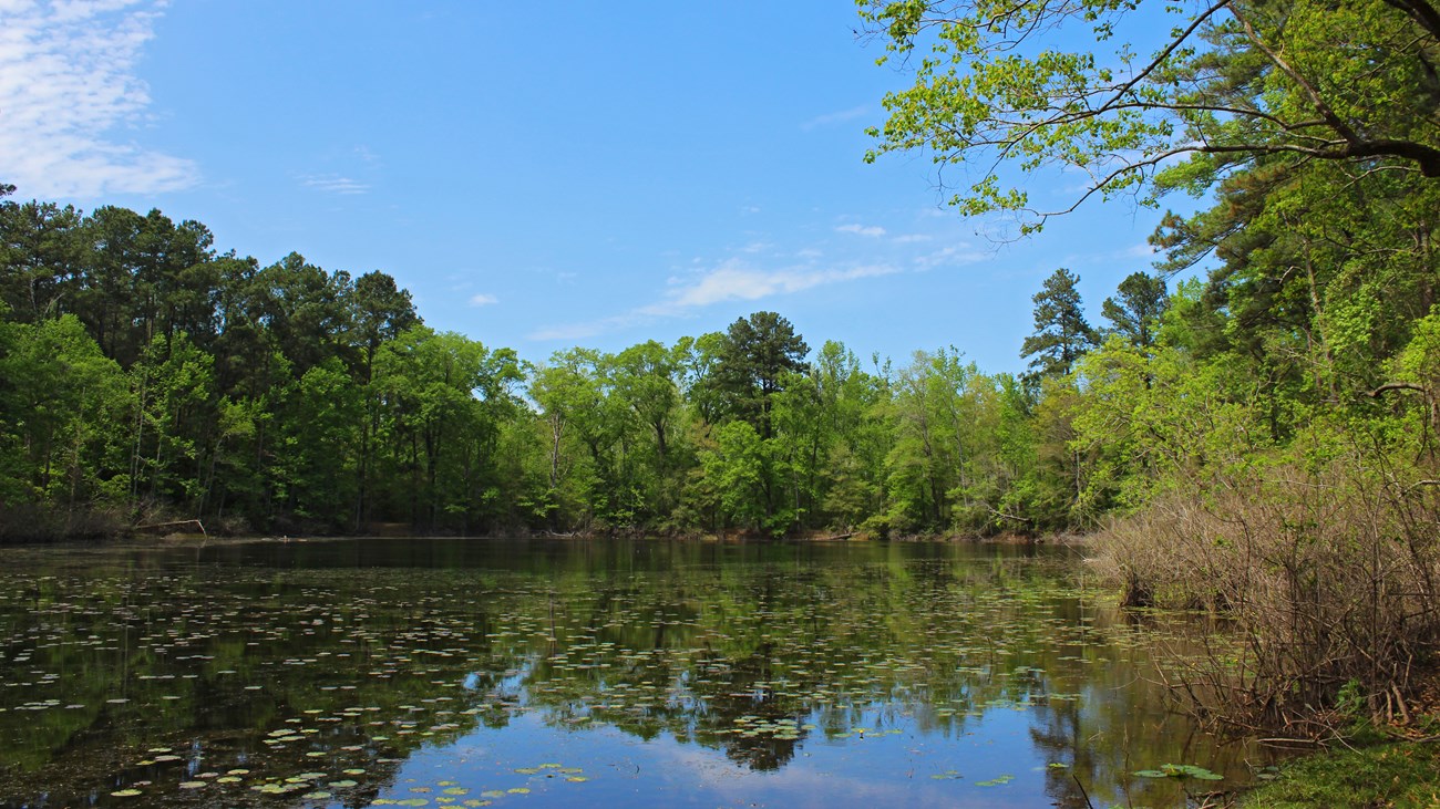 large pond surrounded by forest on a sunny day